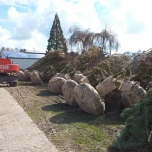 Amelanchier lamarkii 500-600