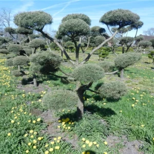 Pinus sylvestris Bonsai 250-275