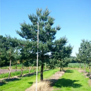 Pinus sylvestris Bonsai 250-275