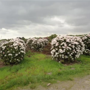Rhododendron Hybride Cunninghams White 140-160 x 140-160