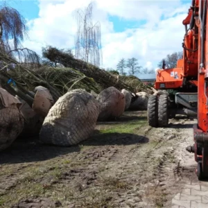 Amelanchier lamarkii 500-600