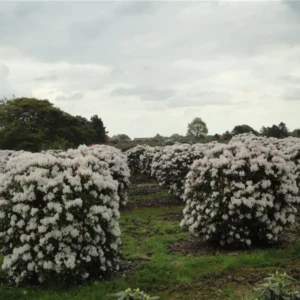 Rhododendron Hybride Cunninghams White 140-160 x 140-160