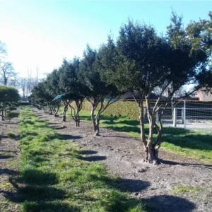 Taxus baccata Schirmform 350-400