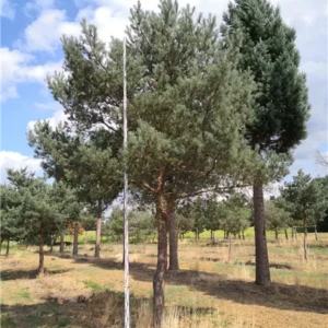 Taxus baccata Schirmform 350-400