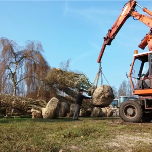 Amelanchier lamarkii 500-600