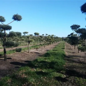 Pinus sylvestris Bonsai