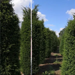 Pinus sylvestris Bonsai