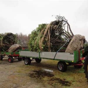Rhododendron Hybride Catawbiense Grandiflorum 300-350 x 350-400