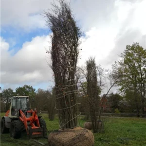 Amelanchier lamarkii 500-600