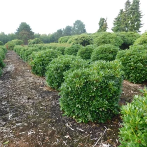 Rhododendron Hybride Cunninghams White 100-120 x 100-120