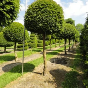 Taxus baccata Kugel auf Stamm