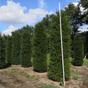 Taxus baccata 300-350