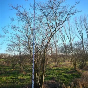 Amelanchier lamarkii 500-600
