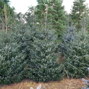 Picea omorika 175-200