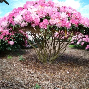 Rhododendron Hybride Germania