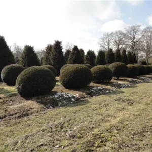 Taxus baccata Kugel 200-220
