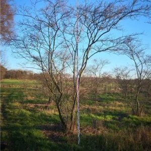 Amelanchier lamarkii 500-600