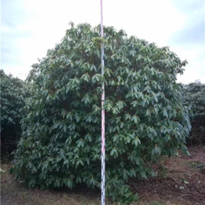 Rhododendron Hybride Catawbiense Grandiflorum