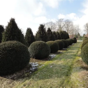 Taxus baccata Kugel 200-220