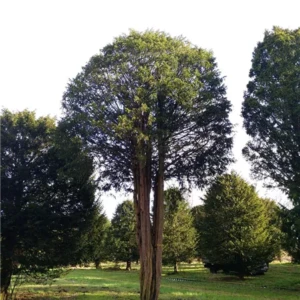 Taxus baccata H 100-120 Gesh 900-1000