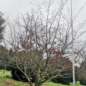 Parrotia persica 300-400 x 400-450.