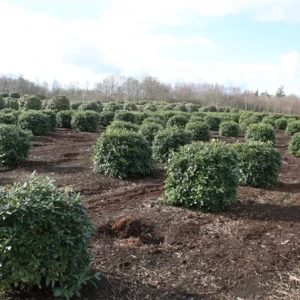 Rhododendron Hybride 100-120 x 100-120