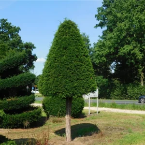 Taxus baccata Kegel auf Stamm