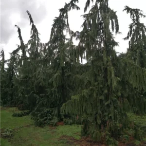 Chamaecyparis nootkatensis Pendula 600-700