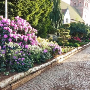 Rhododendron