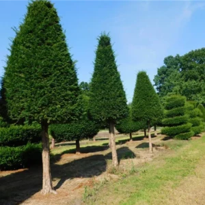 Taxus baccata Kegel auf Stamm