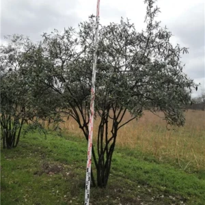 Viburnum pragense Schirmform