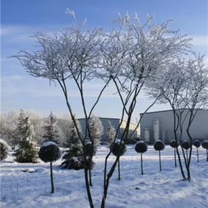 Amelanchier lamarkii Schirmform