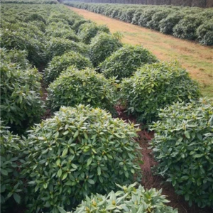 Rhododendron Hybride Cunninghams White 100-120