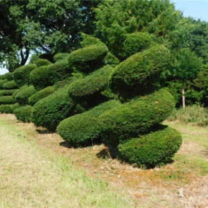 Taxus baccata Spirale