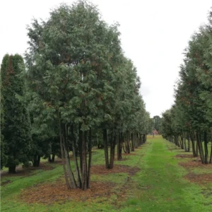 Thuja occidentalis mehrstaemmig 500-600