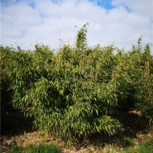 Fargesia muriliae neue Generation 150-200 x 175-200