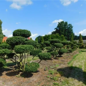Ilex crenata Convexa Bonsai