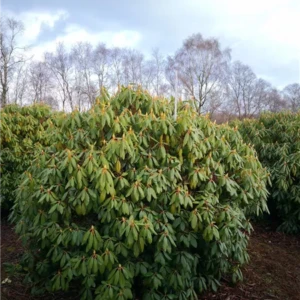 Rhododendron Hybride Roseum Elegans 180-200 x 180-200