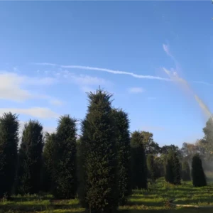 Taxus baccata 300-350-400