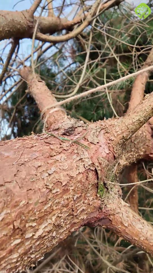 D.J. Burmann Pflanzen