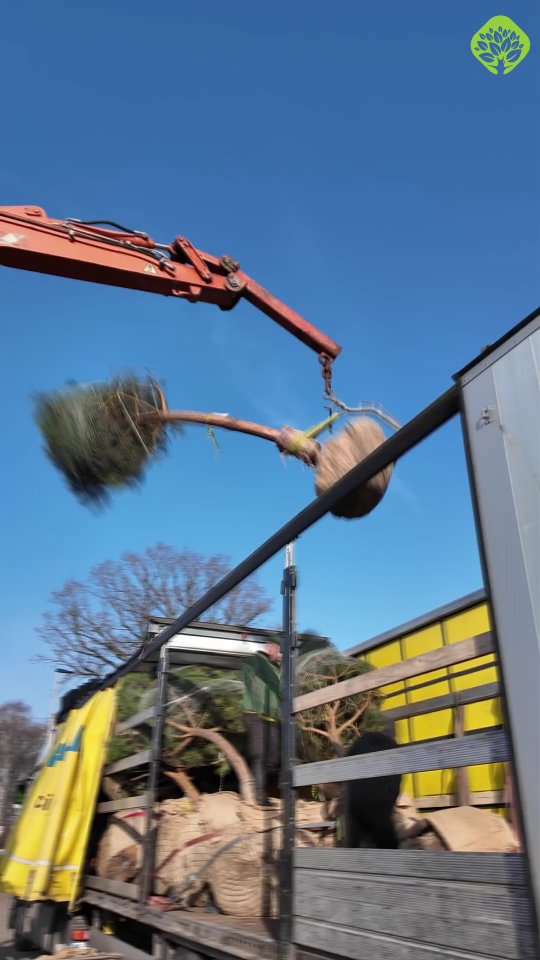 D.J. Burmann Pflanzen