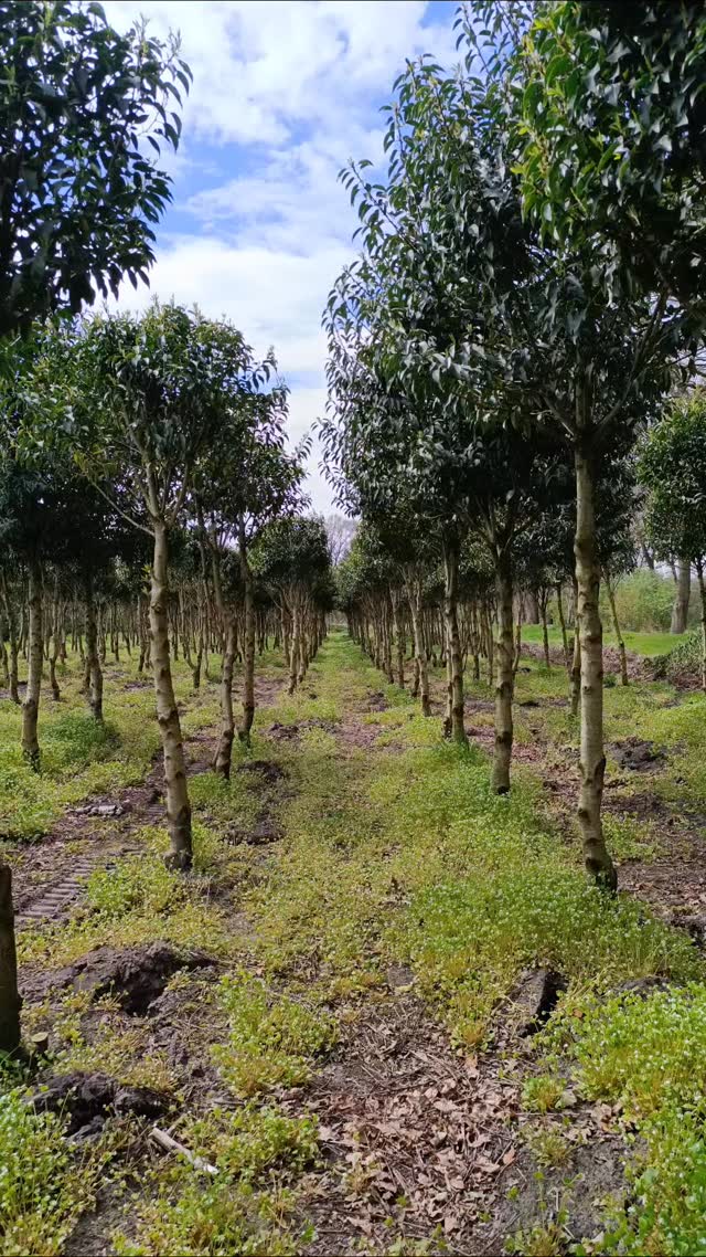 D.J. Burmann Pflanzen