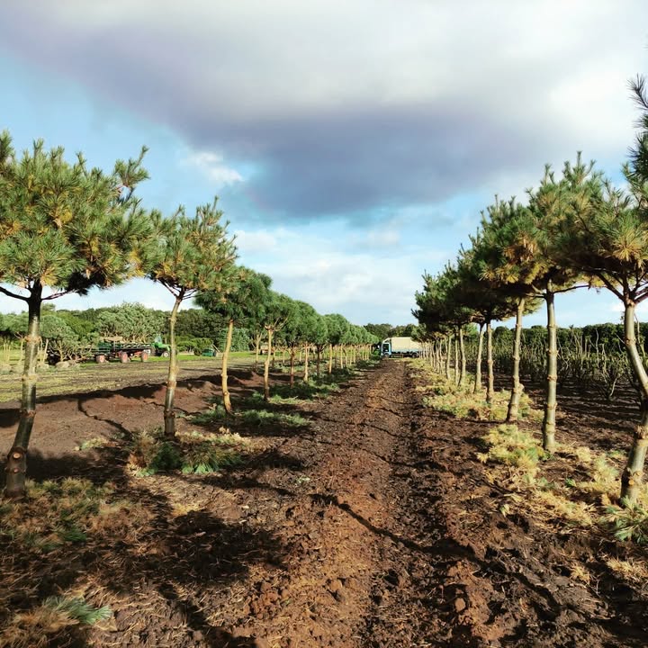 D.J. Burmann Pflanzen